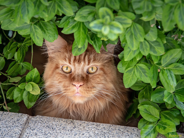 eine Nachbarkatze hat ein ruhiges Platzerl vor unserer Terasse gefunden