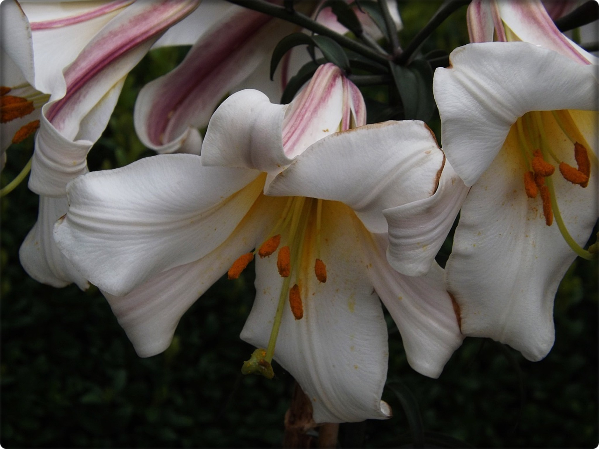 Königslilie Lilium regale St. Veit