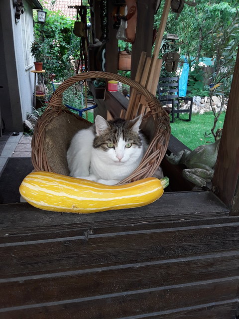 Kein Katzenfutter.....????