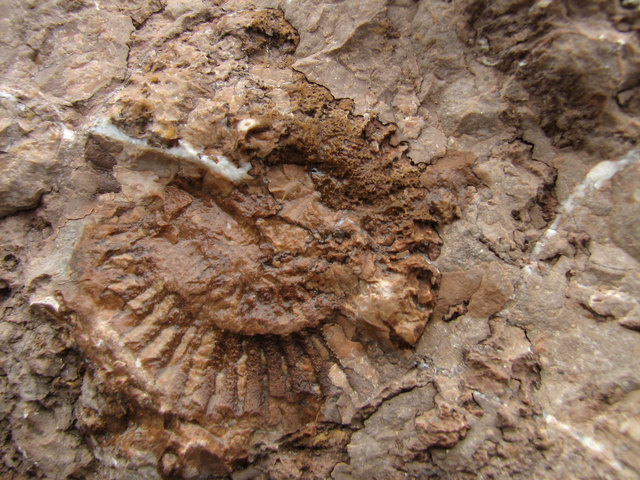 Der Adneter Kalkstein ist reich an eingelagerten Fossilien und gibt Einblick in die Zeit vor 175 bis 205 Millionen Jahren. | Foto: BB/Marianne Robl