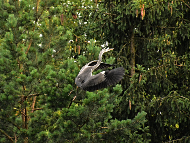 300 mm Tele, Iso 1500, 1/500 sek. Freihand, fast aus der Hüfte abgedrückt...