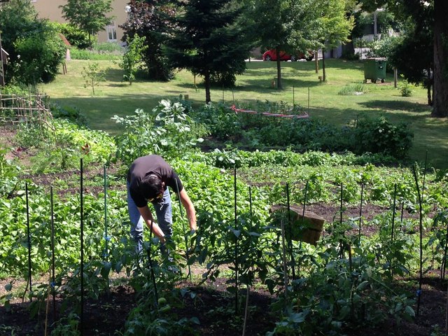 Die positiven Effekte der Gartentherapie werden in Hietzing erforscht. Das Projekt wird von der EU gefördert. | Foto: fb/Hochschule1130