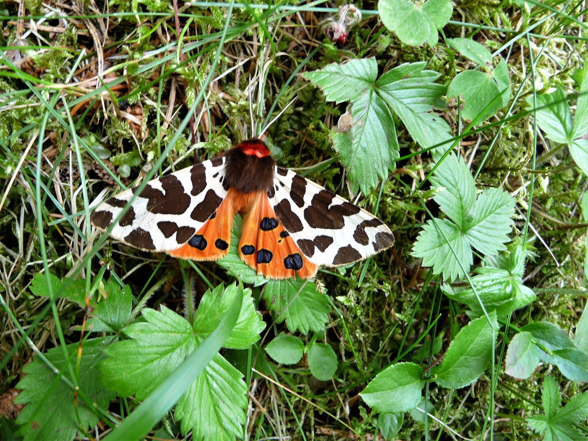 Wunderschöner Schmetterling Kufstein Wunderschöner Schmetterling Kufstein