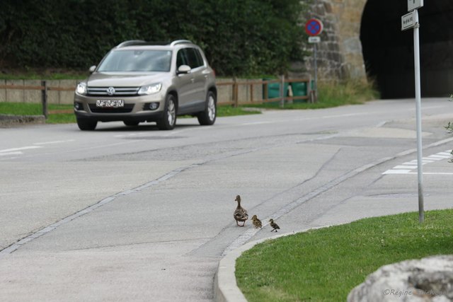 Mutig watschelte eine Entenmutter mit ihren drei Küken über den Hofer Parkplatz und dann über die Straße, um mit ihren Kindern ins nächste Gewässer zu gelangen.