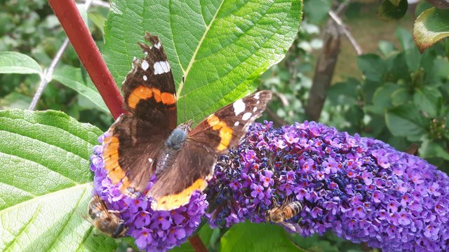 Der Admiral teilt die süße Köstlichkeit mit zwei Bienen