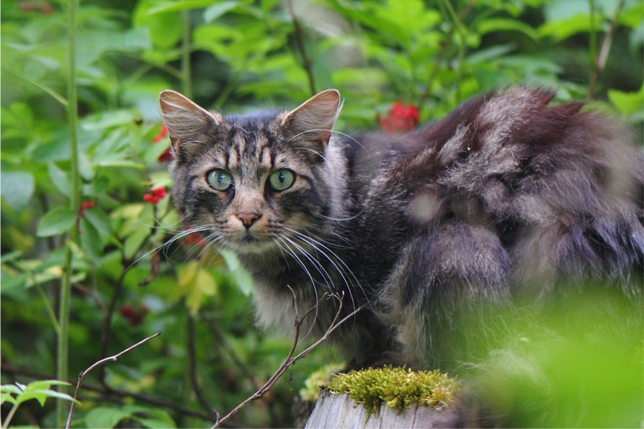 die Katze mit dem bösen Blick Pinzgau