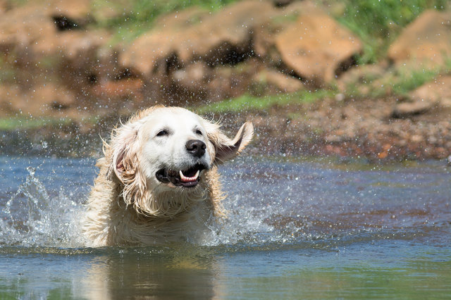 Baden mit dem Vierbeiner: Für Abkühlung im Salzkammergut ist gesorgt, es gibt genügend Hunde-Badeplätze. | Foto: Picture-Factory/Fotolia