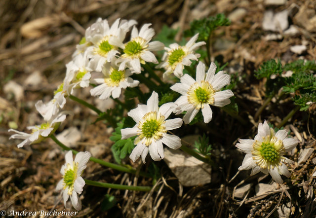 Ostalpenschmuckblume im Kothbergtal