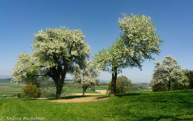 Mostbirnbaumblüte