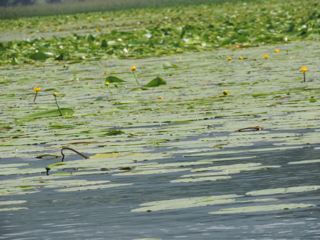 ..Naturschutzgebiet Skutarisee... Bootsfahrt..