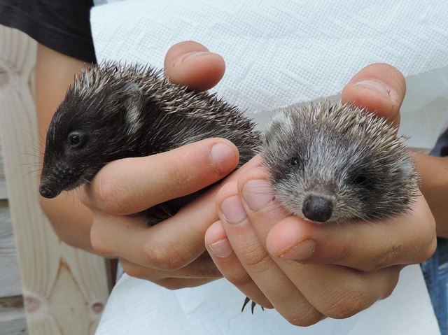 Maxi und eines seiner Geschisterchen, die Igel werden in Haringsee aufgepäppelt. | Foto: Vier Pfoten