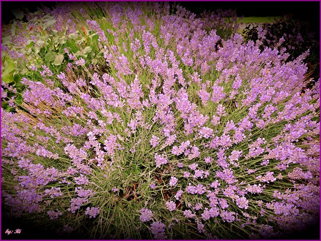 Die Schönheit ist eine Blume der Tugend. Chrysippos (von zwischen 281 und 277 - zwischen 208 und 204 v. Chr.), griechischer Philosoph aus Soloi, bedeutender Denker der Stoa.