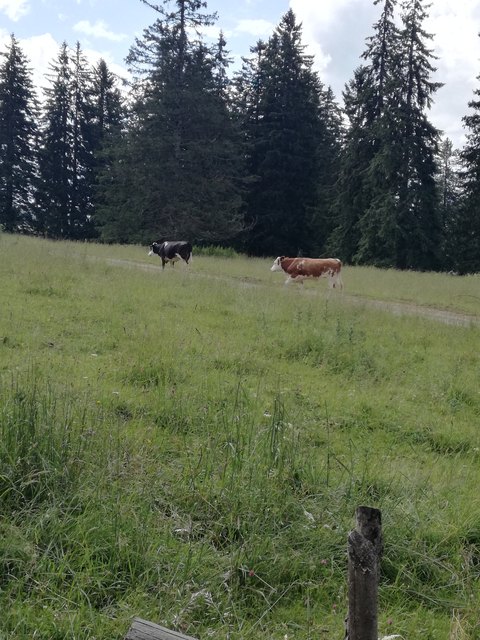 Müßiggang: Die Kühe der Teichalm wissen wie man´s entspannt angehen lässt!