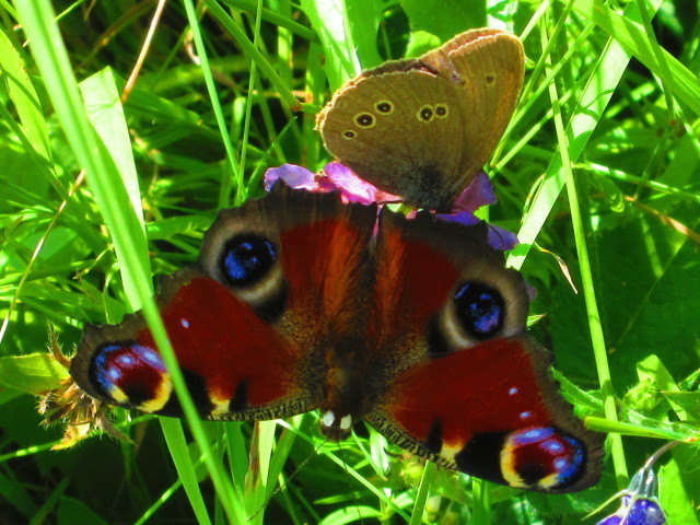 ein besonderes Bild. 2 Falter auf einer Blüte. Aufgenommen in Innerteuchen.