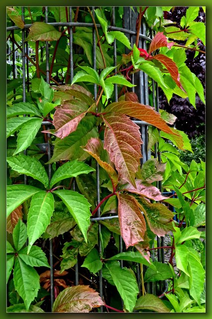 War's nicht vor einem Monat oder so, dass wir uns gemeinsam darüber freuten, dass die ersten Blüten den Schnee durchbrachen? Haben wir nicht erst vor ganz kurzer Zeit die Kastanien mit ihren prächtigen Blütenkerzen bewundert - es sind schon stachelige Kugeln daraus geworden. Haben wir nicht erst vorige Woche die Schönheit von Lilien und Rosen gelobt - schaut, was ich vorgestern entdeckte! Er malt schon, der Herbst!
