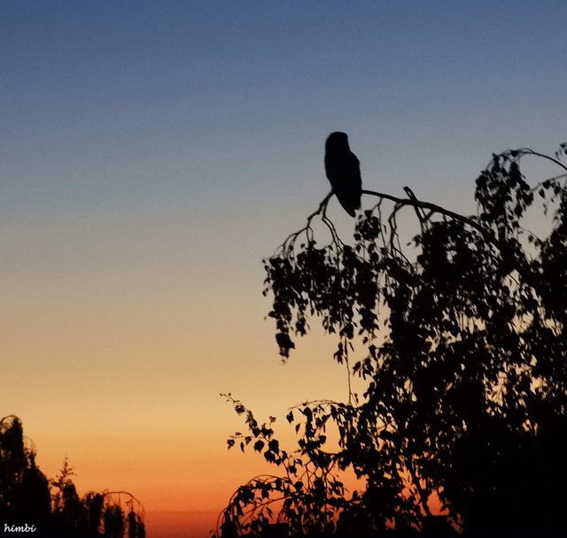Diesmal hat sie nur zwei Junge. Man kann sie spät am Abend hören oder zeitig in der Früh hören und sehen. Aber für ein gutes Foto, ist es immer zu finster.