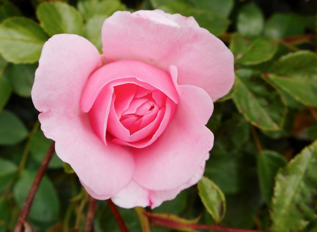 „Eine Rose braucht keine Worte.“ (c) Karl Vidoni
