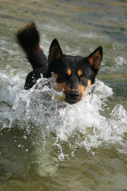 Auch Hunde brauchen an heißen Tagen eine Abkühlung. | Foto: stvetmed/panthermedia