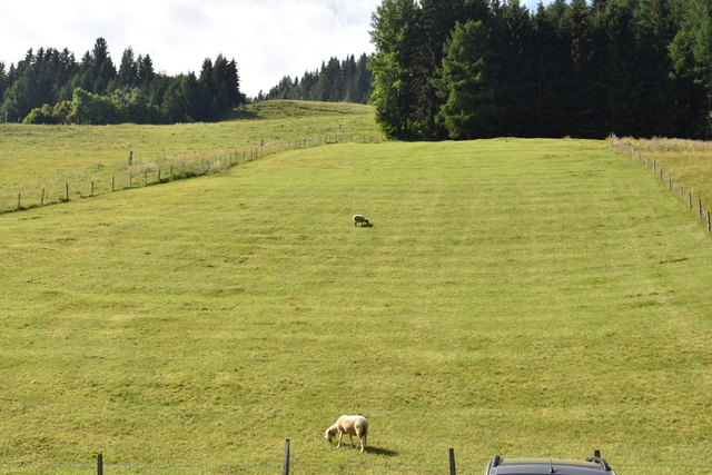 Hier grasen noch Schafe, doch bald schlängelt sich der Flow Trail hier herunter