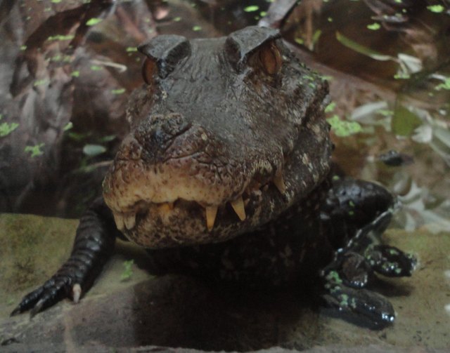 Porträt Reptilienzoo Forchtenstein