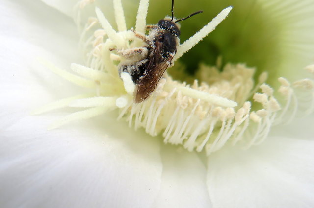 Die kleine Biene/Wespe kriegt gar nicht genug von den Pollen der Kaktusblüte