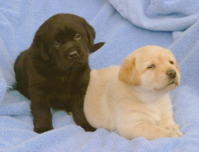Gastfamilien für die Partnerhunde gesucht | Foto: Partnerhundeverein
