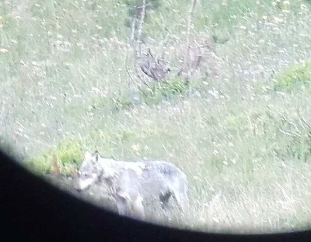 Handelt es sich bei diesen Bildern um einen Wolf oder einen Hund? Dies möchten die Behörden nun klären. | Foto: Oswald Achenrainer
