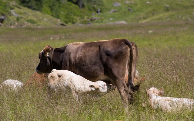 Kühe versuchen ihre Kälber stets zu schützen. Das ist zu respektieren. Vorsicht ist geboten. | Foto: Michaela Kölle