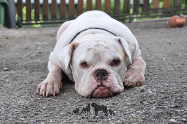 Der sechsjährige 'Frej' sucht noch ein dauerhaftes Zuhause. | Foto: bullrescueaustria