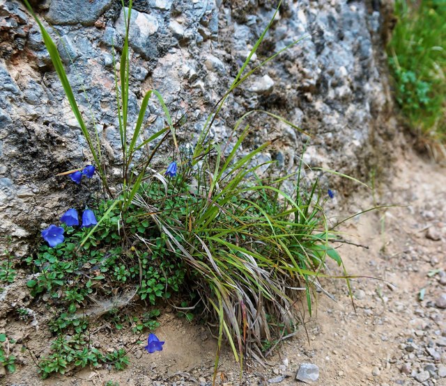 ... am Rande der Felsen, sieht man immer wieder Glockenblümchen