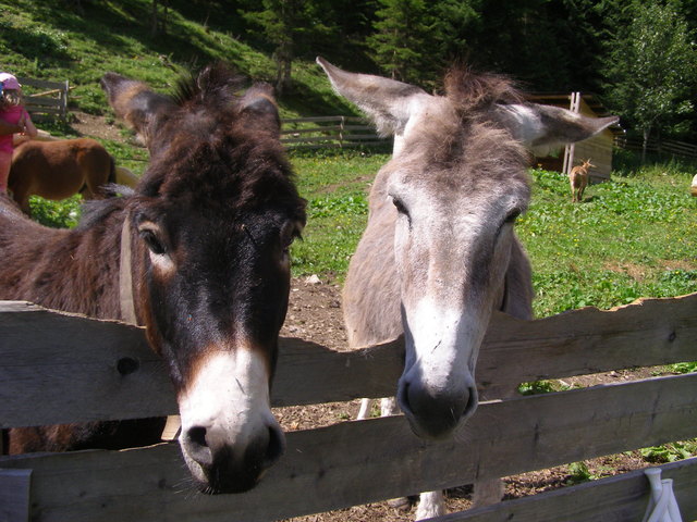 auf Sommerfrische in Fallerschein