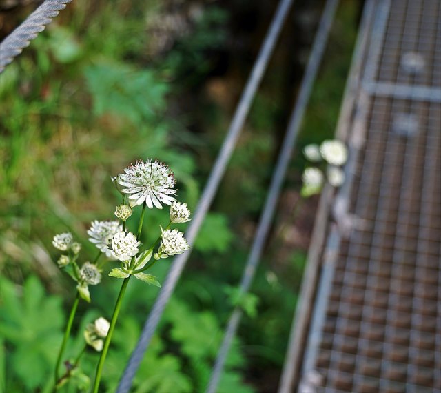 ... viele schöne Blumen - die ich teilweise nicht kannte - sind zu sehen
