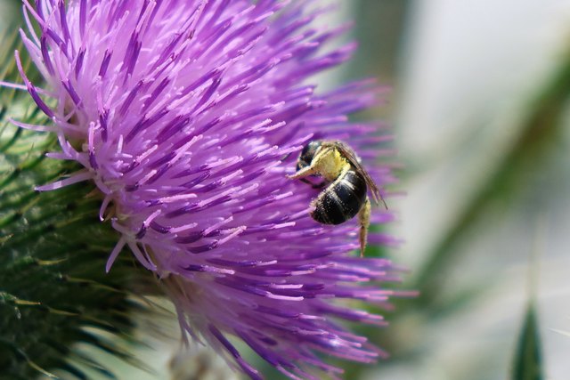  Blütenstaub... - Weiz Motiv 