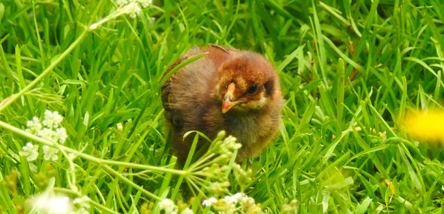 Aber zwischendurch ist auch Naturkunde am Stundenplan...