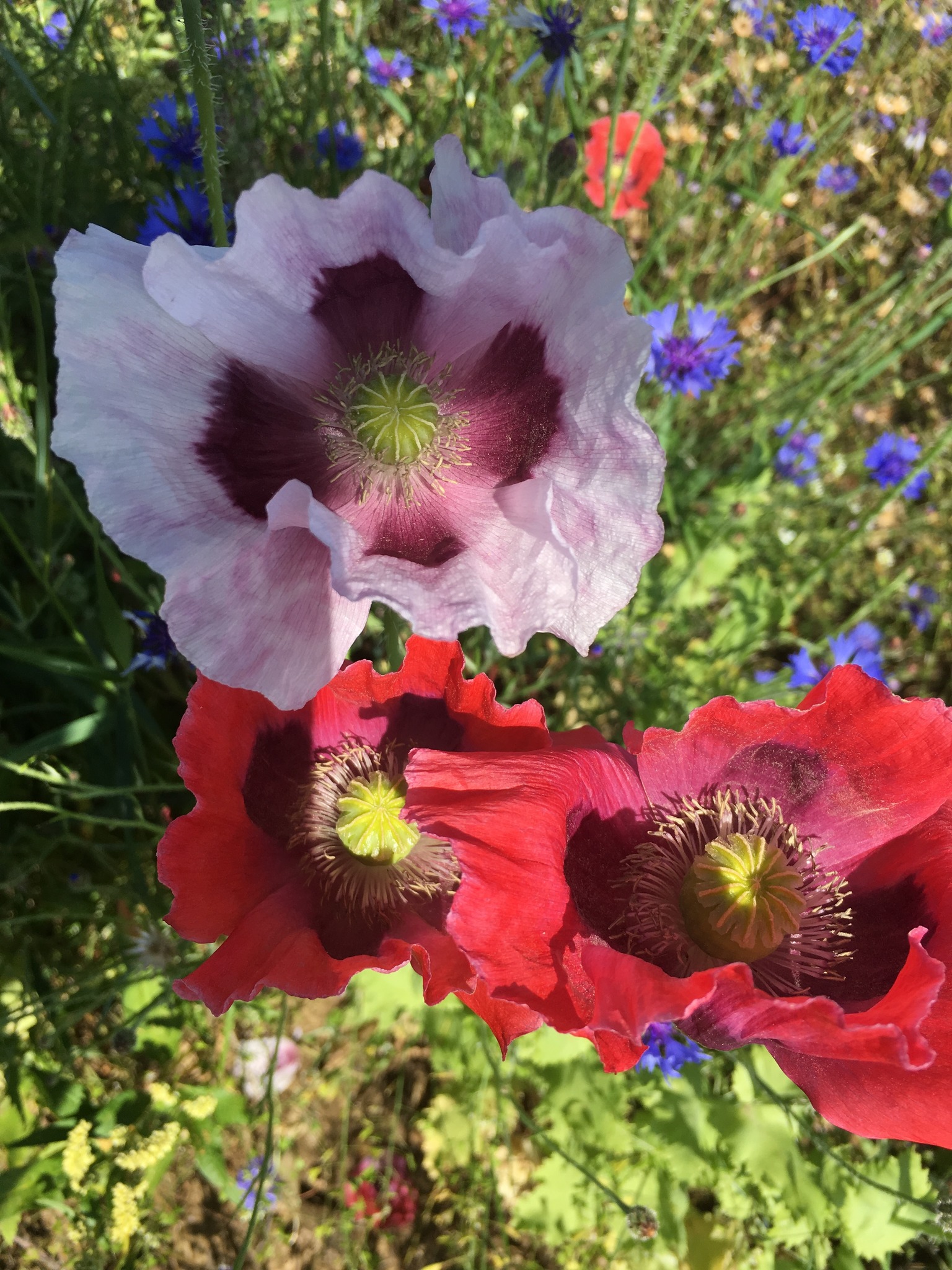 Papaver somniferum, Waldviertler Graumohn Zwettl