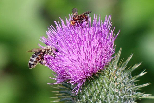  Blütenstaub... - Weiz Motiv 
