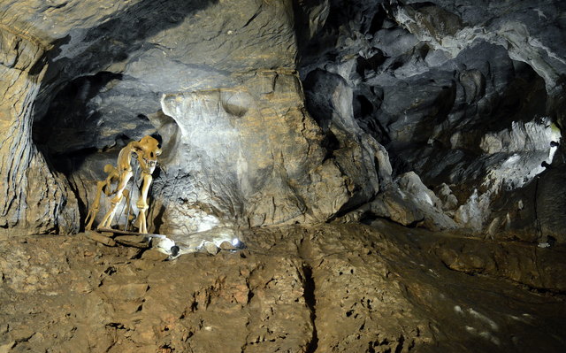 der Höhlenbär in Peggau