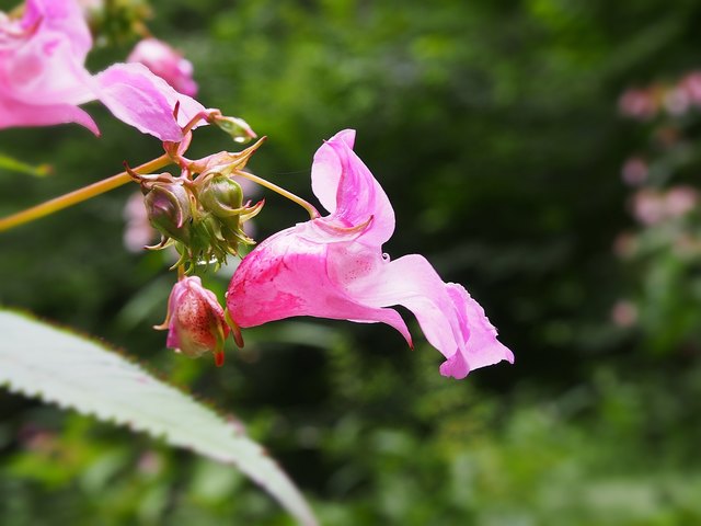 Drüsiges bzw. Indisches Springkraut ...