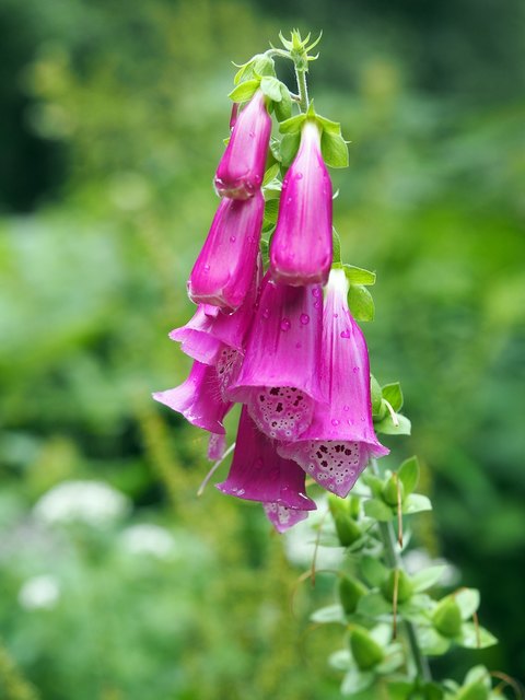 Der Rote Fingerhut ...