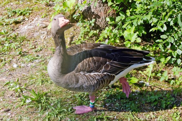 Graugans im Wildtierpark, Konrad Lorenz Forschungsstelle in Grünau. Graugänse bleiben ein Leben lang mit ihren Partner zusammen, sie werden bis zu 17 Jahre alt, verfügt über mehrere Ruftöne, manchmal auch im Duett.