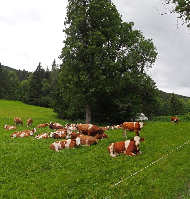 Die Kühe entspannen auf ihrer Wiese.