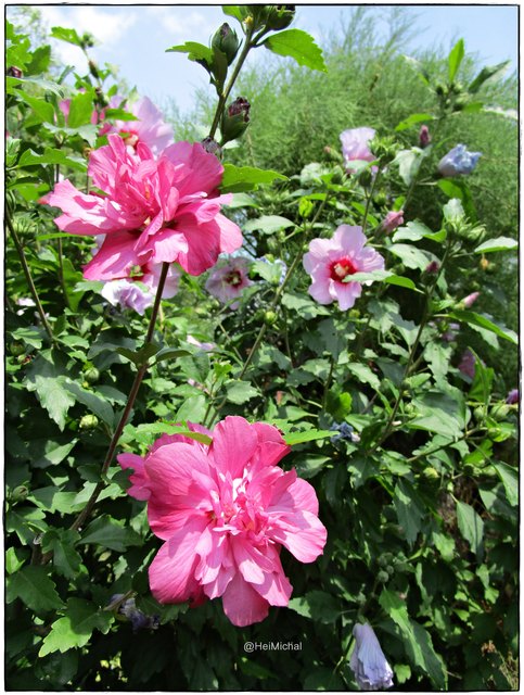 Unser Hibiskus im Garten in rosa einfach und gefüllt und ein einfacher in lila.