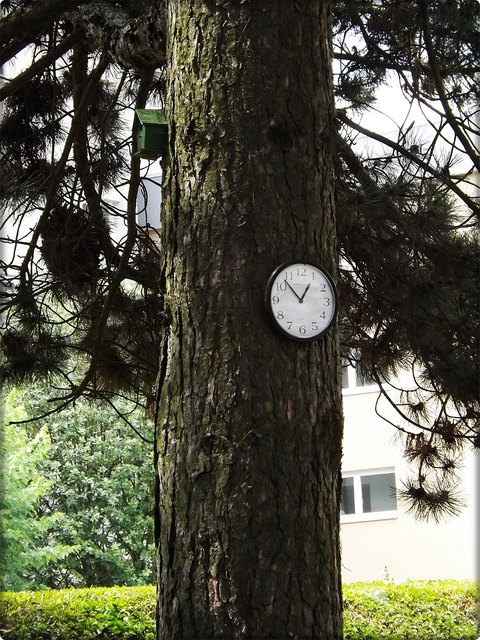auch die Vögel wollen wissen wie spät es ist