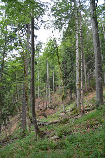 Tour auf den Scheiblingstein: Redakteur Roland Mayr war mit unserem wandernden Regionauten Franz Sturmlechner unterwegs.