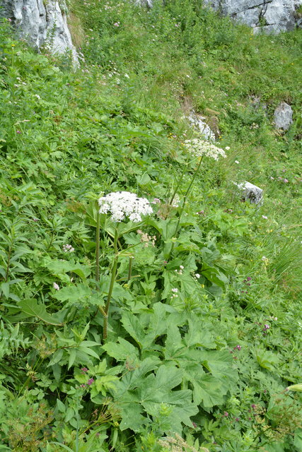 Tour auf den Scheiblingstein: Redakteur Roland Mayr war mit unserem wandernden Regionauten Franz Sturmlechner unterwegs.