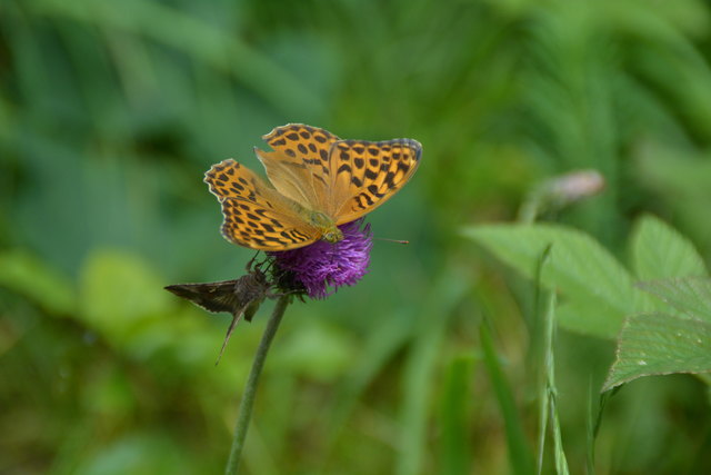 Tour auf den Scheiblingstein: Redakteur Roland Mayr war mit unserem wandernden Regionauten Franz Sturmlechner unterwegs.