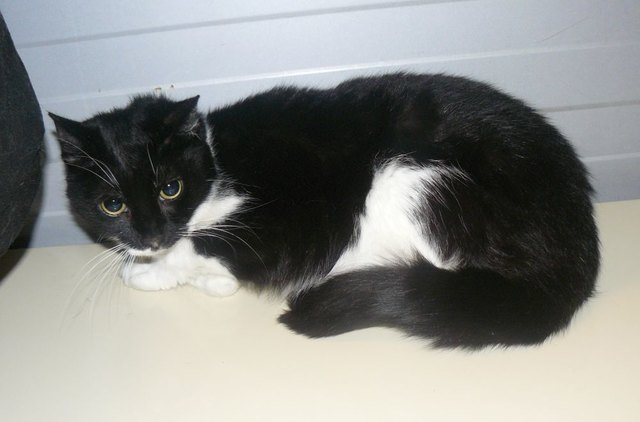 Katze Chrissy: Die schwarz-weiße Katze Chrissy ist eine ruhige Wohnungskatze, die ca. 4 Jahre alt ist. Sie ist anfangs schüchtern, dann aber verschmust und anhänglich. | Foto: Tierecke Steiermark