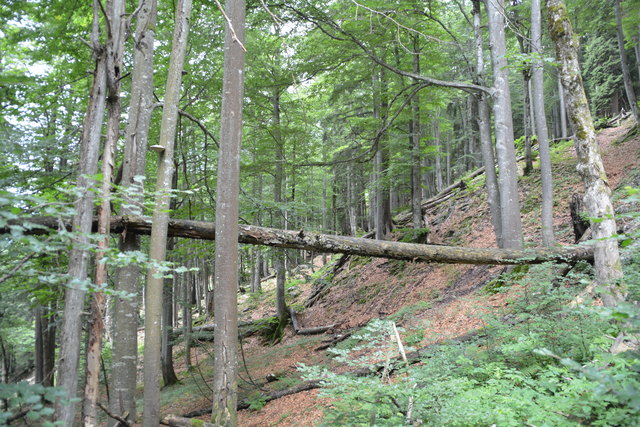 Tour auf den Scheiblingstein: Redakteur Roland Mayr war mit unserem wandernden Regionauten Franz Sturmlechner unterwegs.