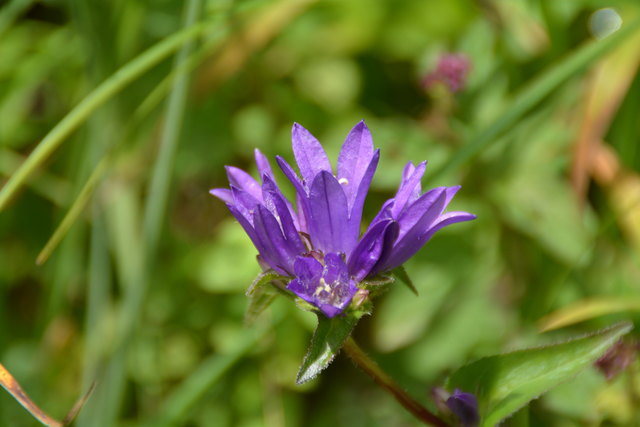 Tour auf den Scheiblingstein: Redakteur Roland Mayr war mit unserem wandernden Regionauten Franz Sturmlechner unterwegs.