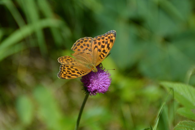 Tour auf den Scheiblingstein: Redakteur Roland Mayr war mit unserem wandernden Regionauten Franz Sturmlechner unterwegs.